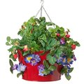 Next2Nature Enameled Galvanized Hanging Strawberry & Flower Planter, Red NE2588667